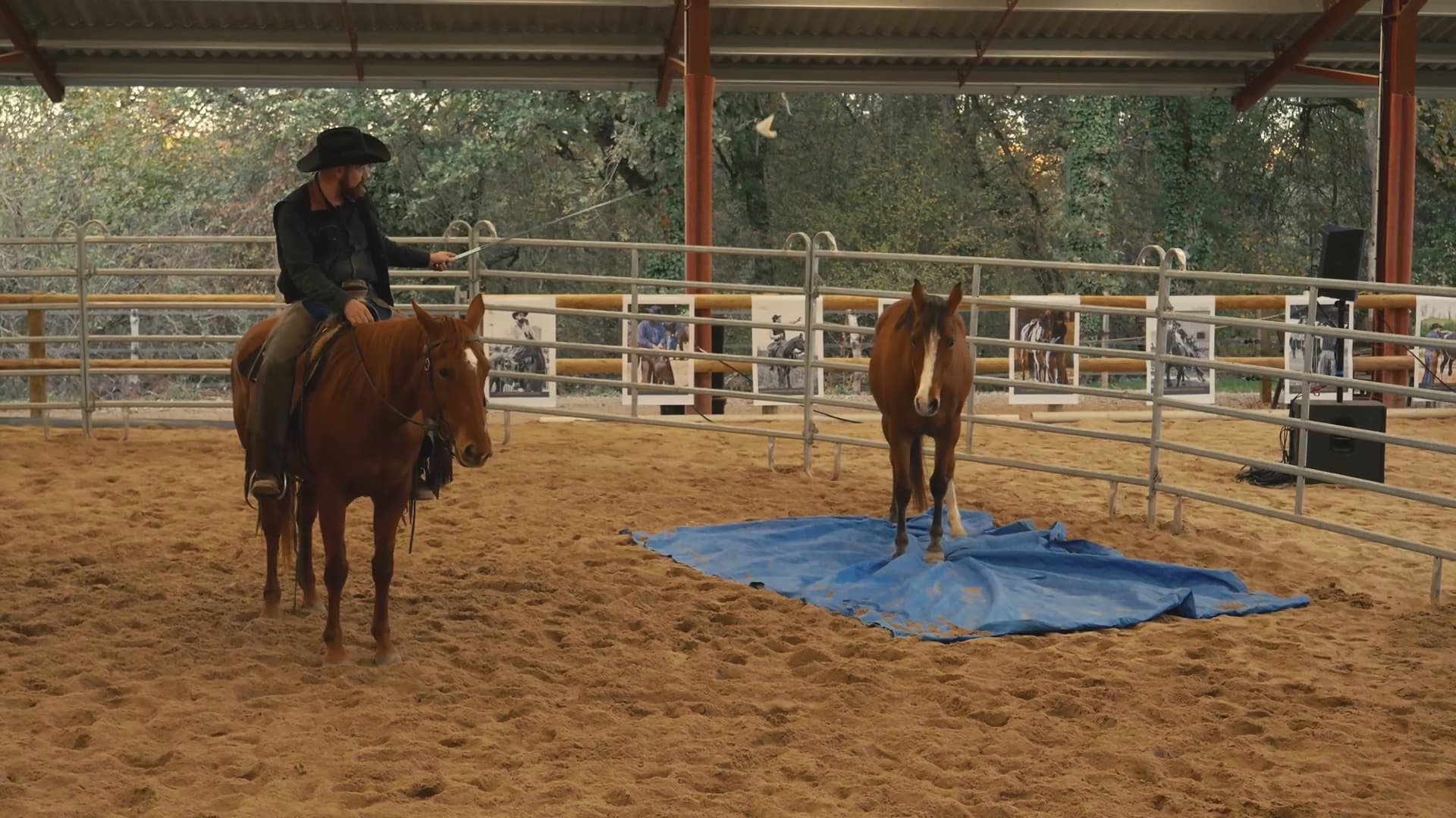 Badja et la bâche / Luc Parisis Horsemanship